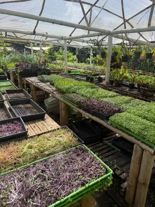 Trays of fresh microgreens growing at the farm