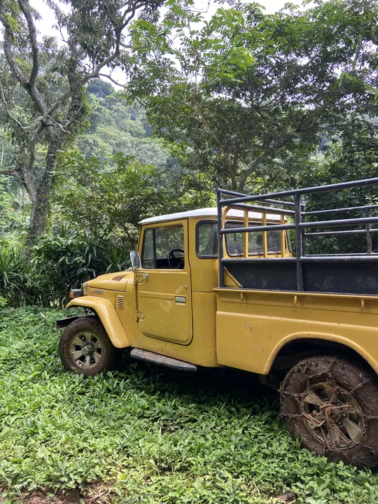 A vintage yellow farm truck parked among the coffee plants at Finca Montealegre