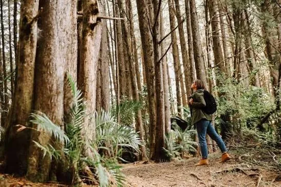 Hiker among giant trees in the Montecristo cloud forest