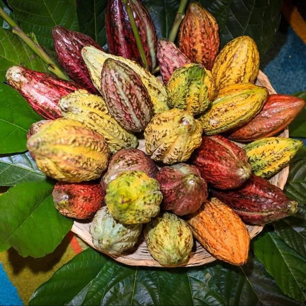 Colorful organic cacao pods from a farm in La Libertad